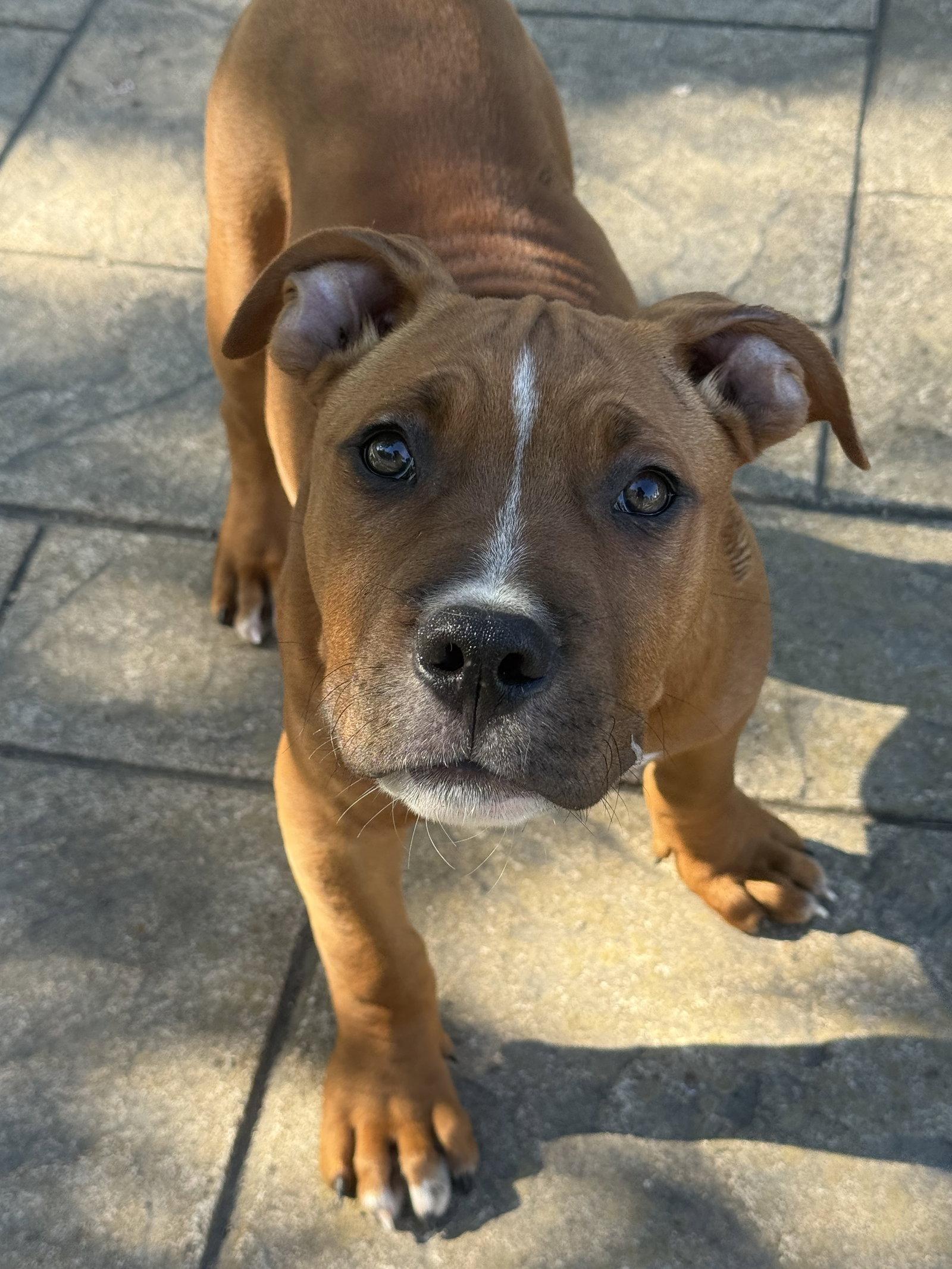Enlarge Sarge, a Adoptable Pit Bull Terrier in Fenton, MO image 2/2