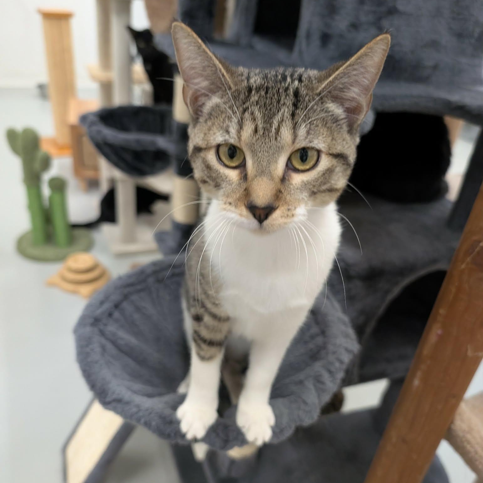 Wee Bear, an adopted Domestic Short Hair in West Palm Beach, FL image 1/2