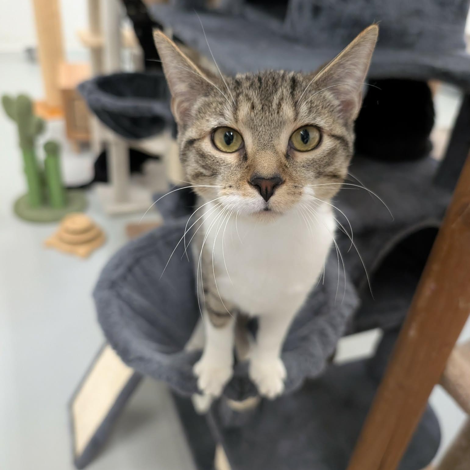 Wee Bear, an adopted Domestic Short Hair in West Palm Beach, FL image 2/2