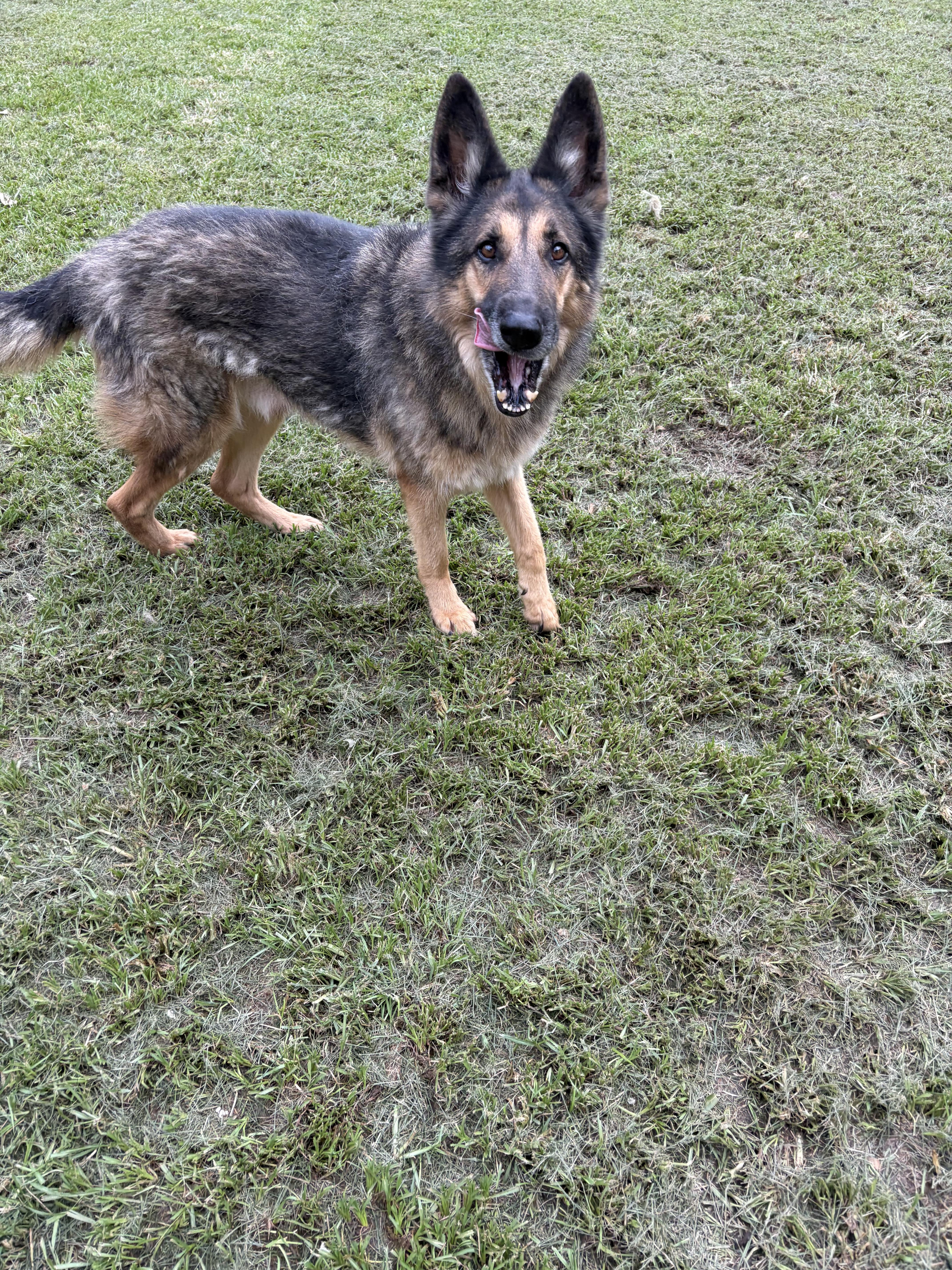Ken, a Adoptable German Shepherd Dog in Covington, LA image 3/4