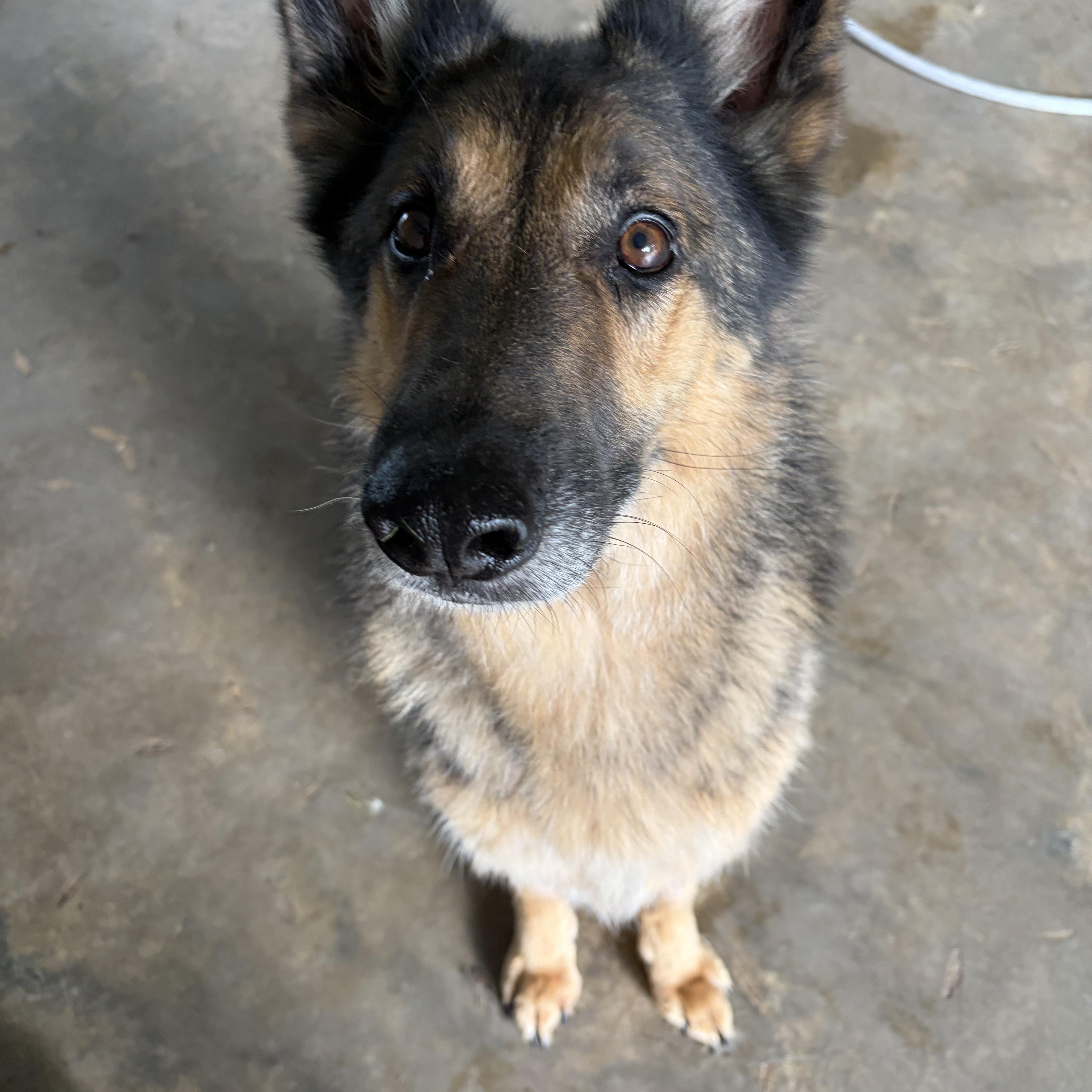 Ken, Adoptable, Adult Male German Shepherd Dog.