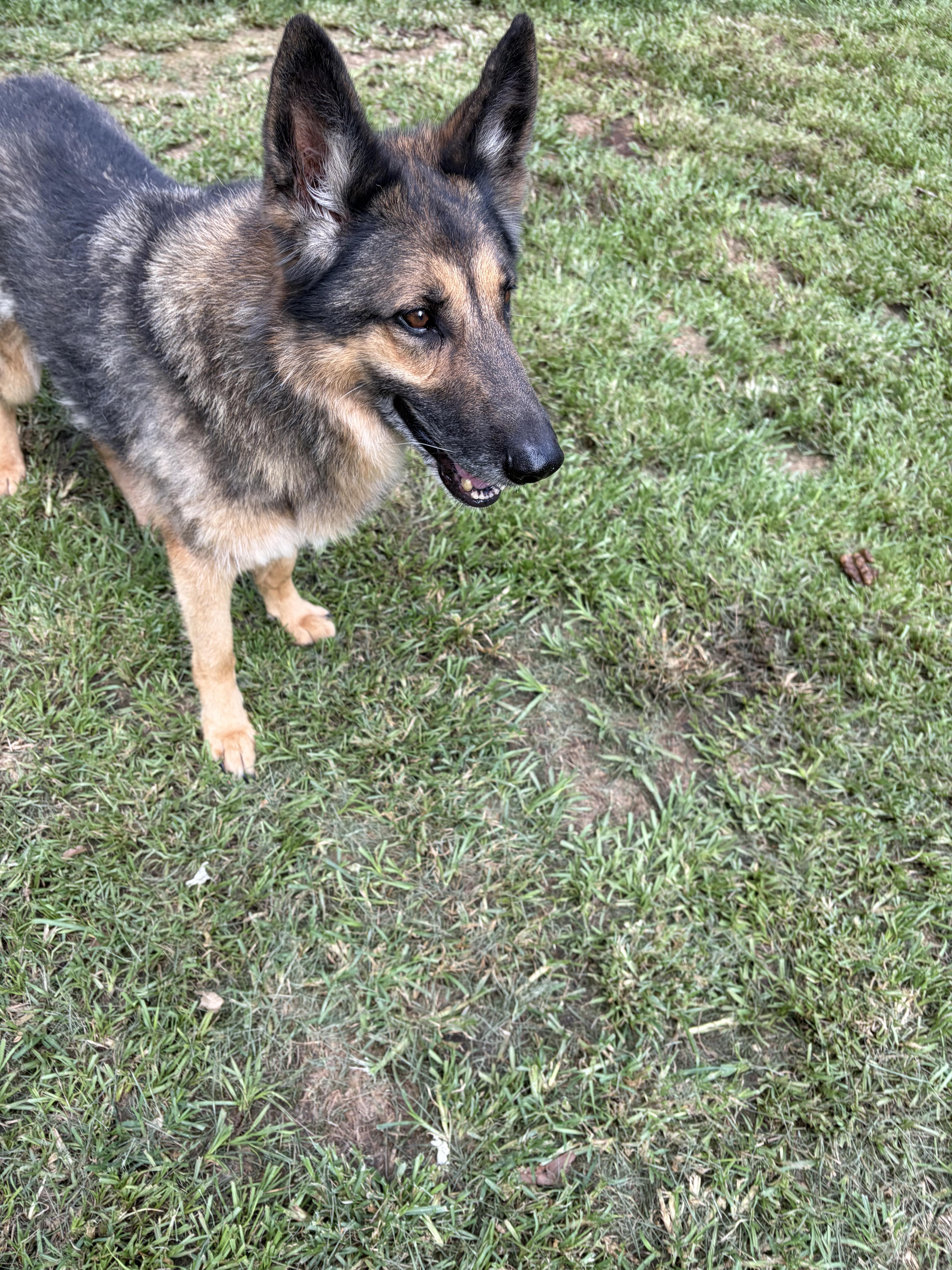 Ken, a Adoptable German Shepherd Dog in Covington, LA image 4/4