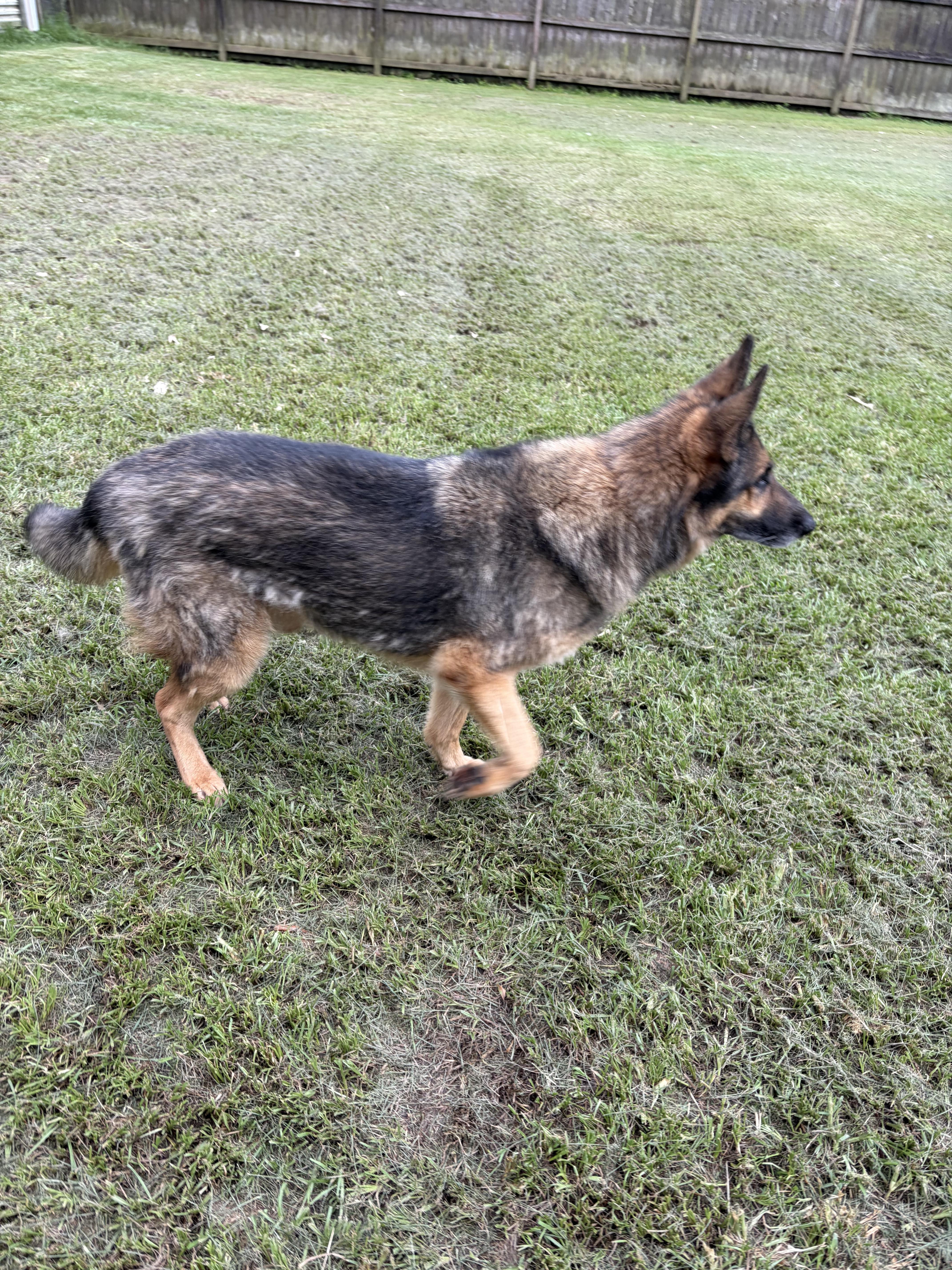 Ken, a Adoptable German Shepherd Dog in Covington, LA image 2/4