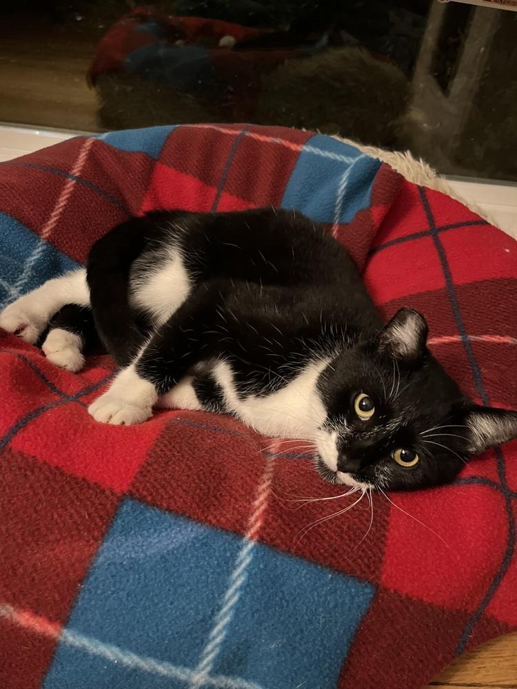 Asparagus "Gus" — thumbnail 4