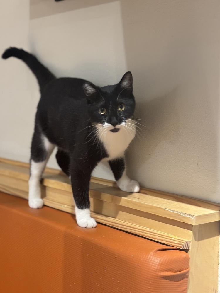 Asparagus "Gus" — thumbnail 5