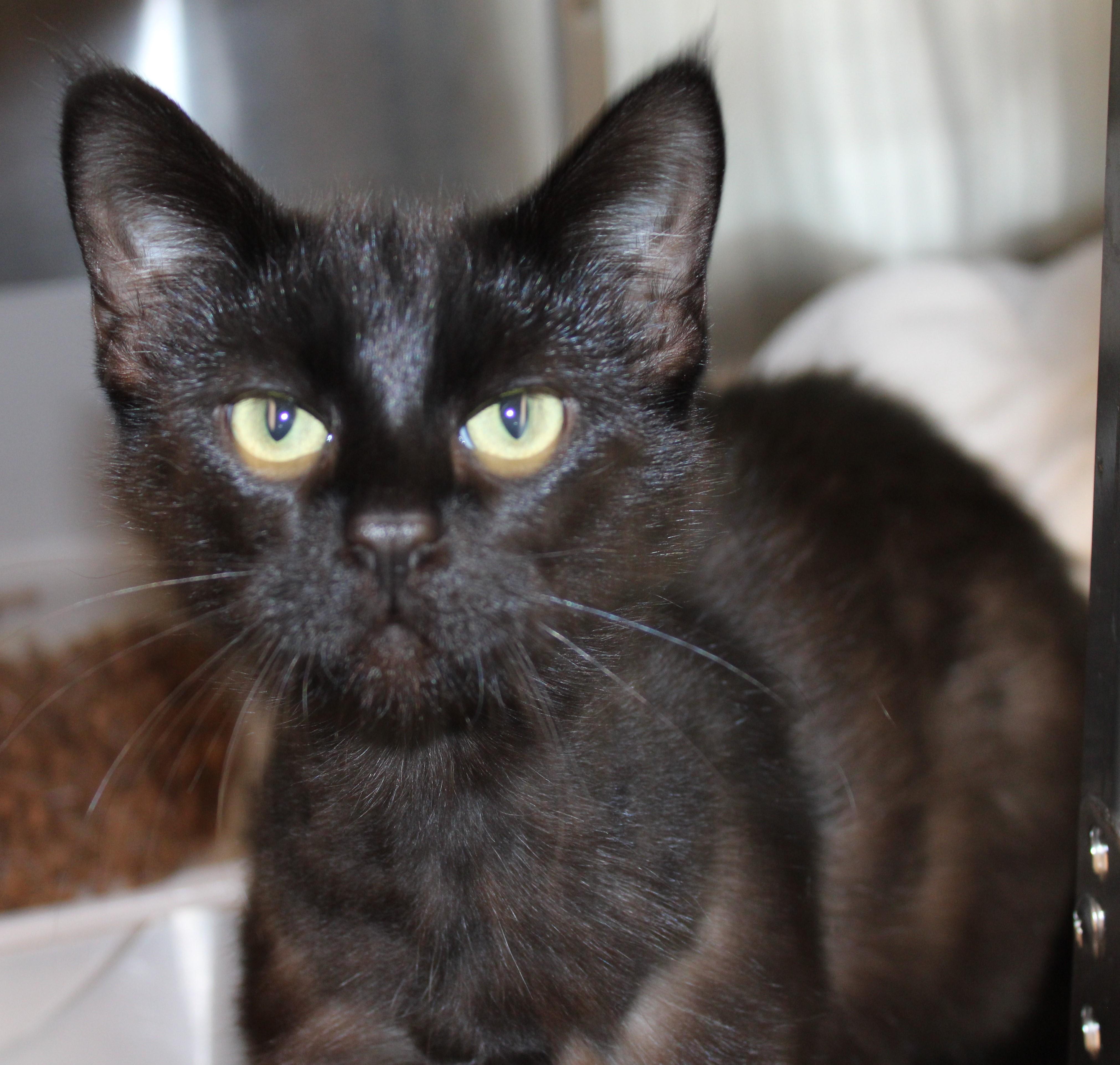 Enlarge Onyx, an adoptable Domestic Medium Hair in Mississauga, ON image 1/2