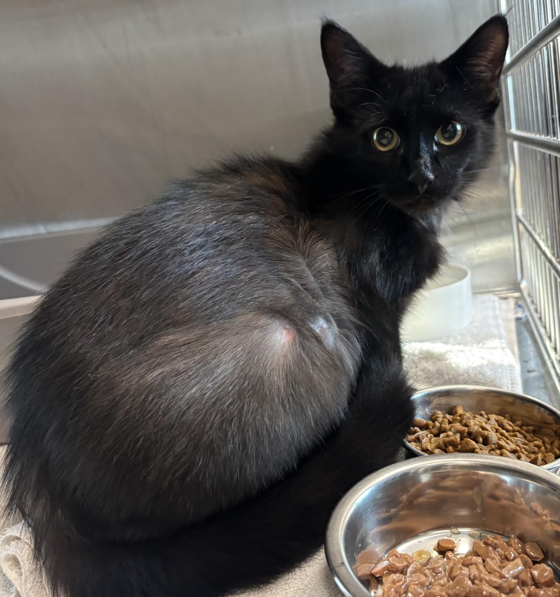 Enlarge Onyx, an adoptable Domestic Medium Hair in Mississauga, ON image 2/2