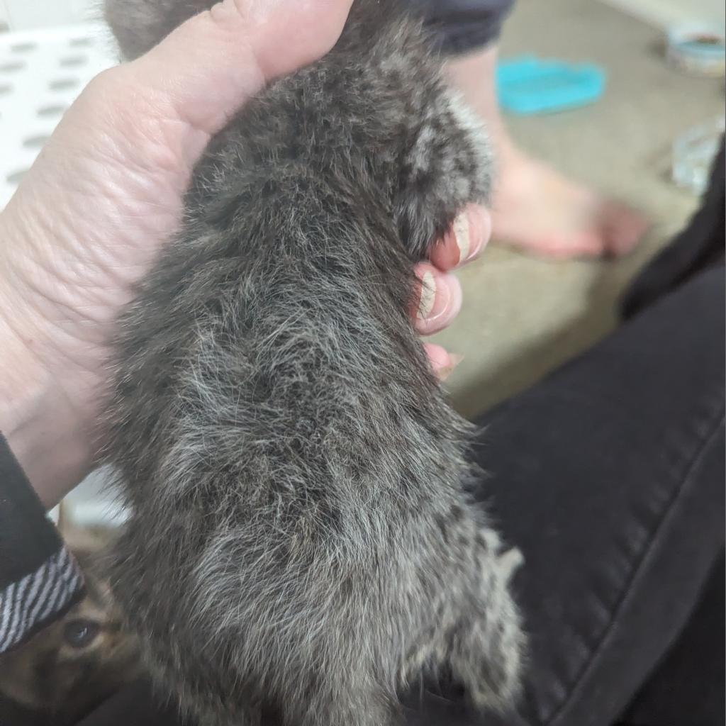 Lulu, Adoptable, Adult Female Domestic Medium Hair.