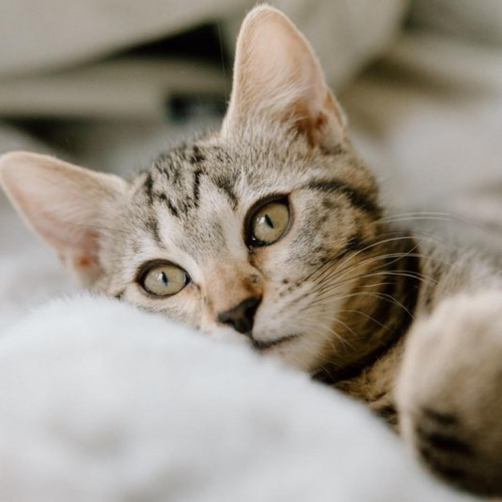 Enlarge Lulu, a Adoptable Domestic Medium Hair in Meridian, ID image 2/6