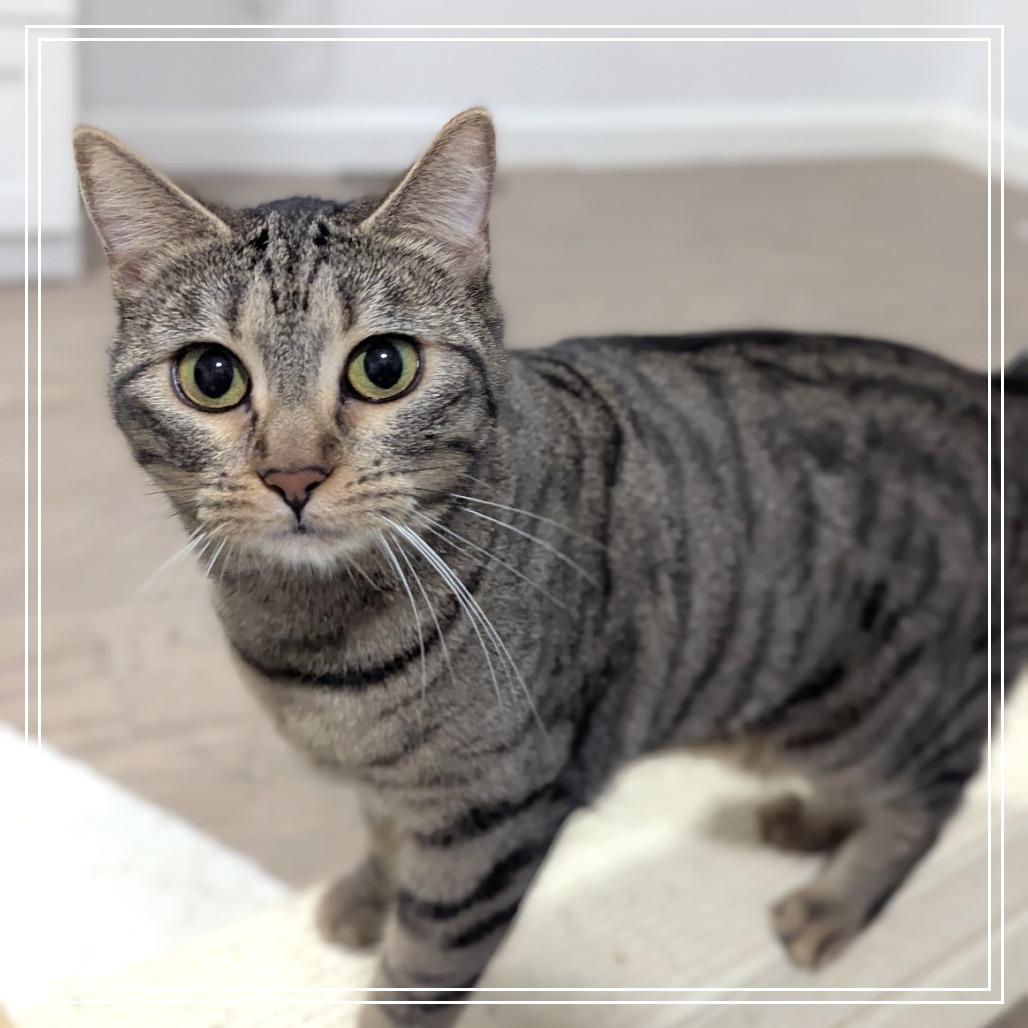 Enlarge Lulu, a Adoptable Domestic Medium Hair in Meridian, ID image 3/6