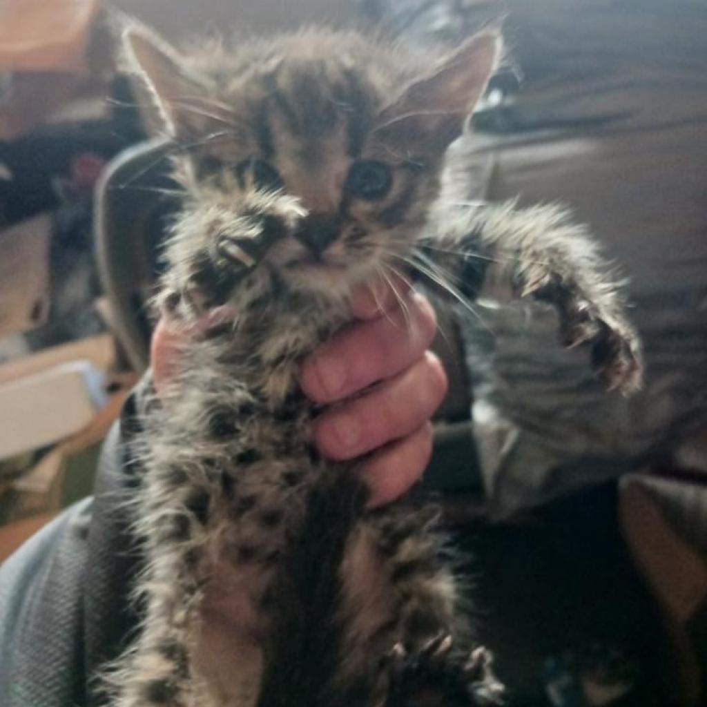 Enlarge Lulu, a Adoptable Domestic Medium Hair in Meridian, ID image 4/6