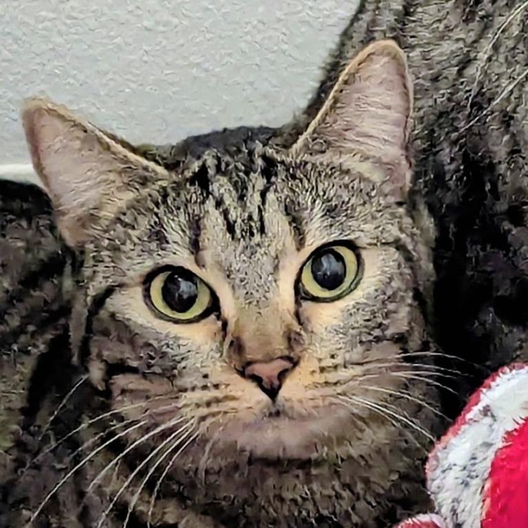 Enlarge Lulu, a Adoptable Domestic Medium Hair in Meridian, ID image 5/6