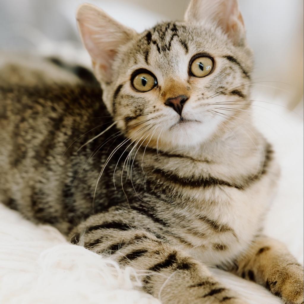 Enlarge Lulu, a Adoptable Domestic Medium Hair in Meridian, ID image 6/6