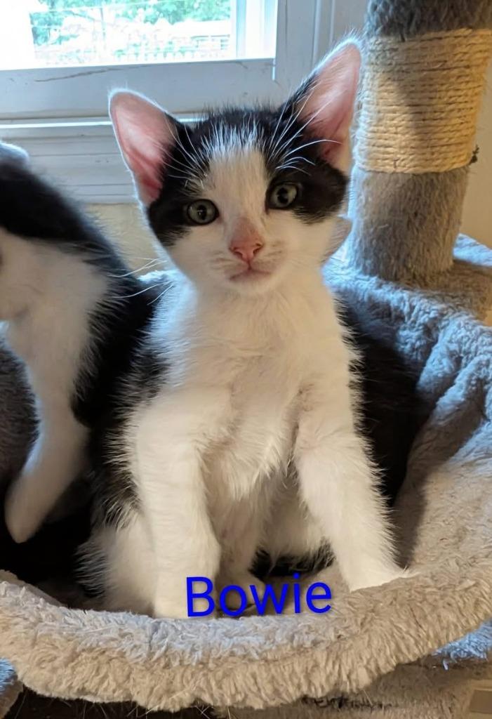 Enlarge BOWIE Kitten, a Adoptable mixed breed in New Bern, NC image 1/1