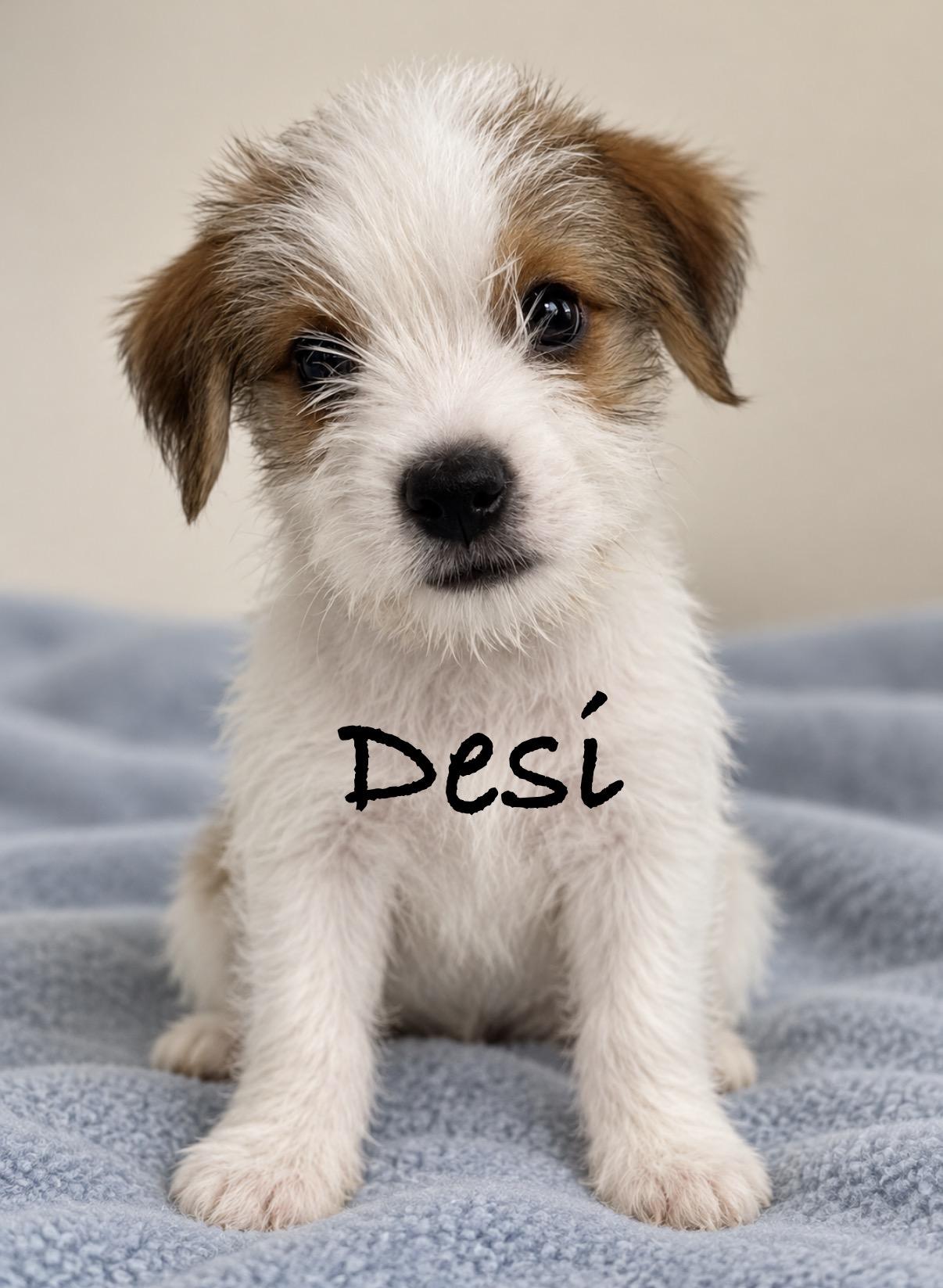 Desi, Adopted, Puppy Male Terrier.