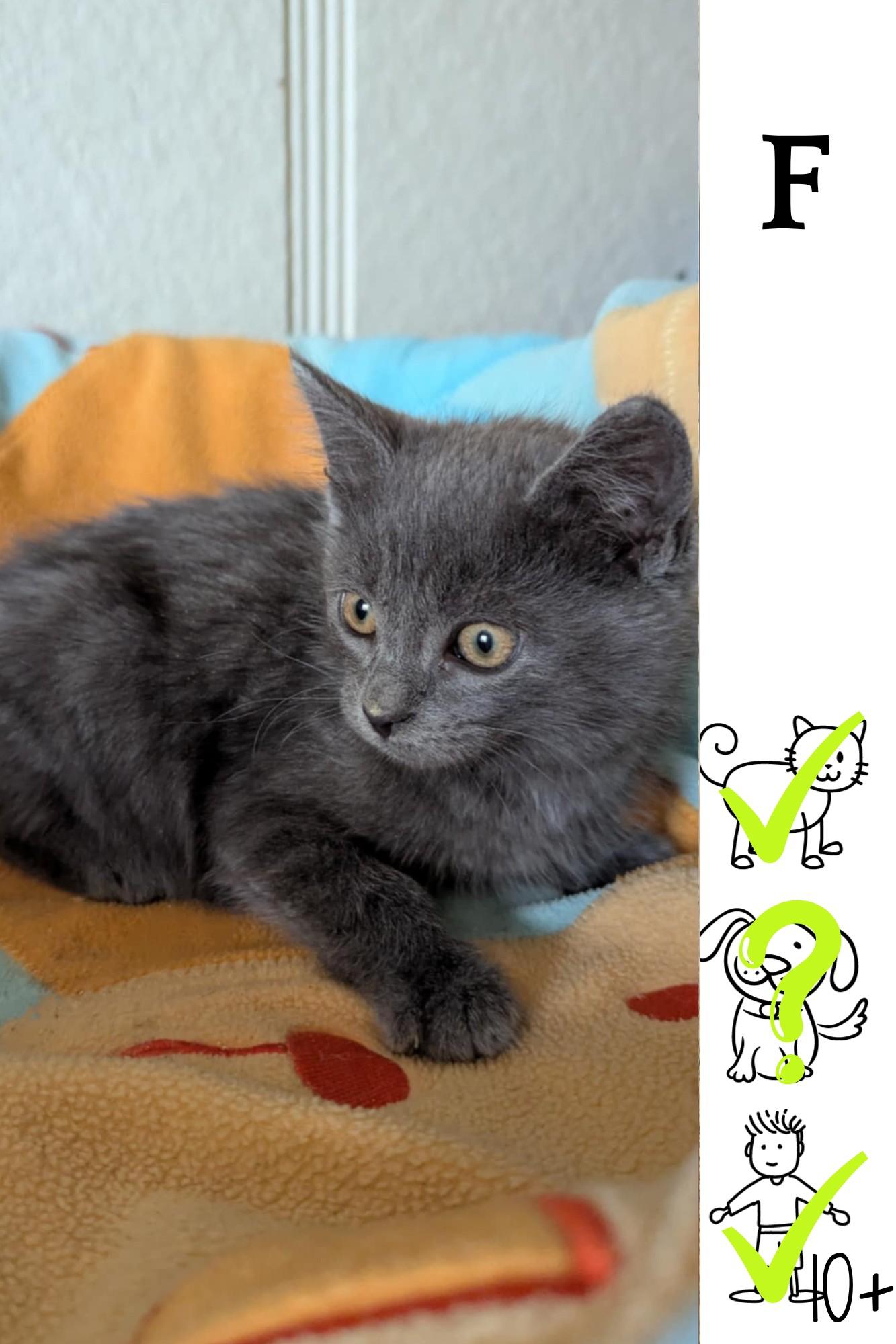 Tortellini, Baby Female Domestic Medium Hair