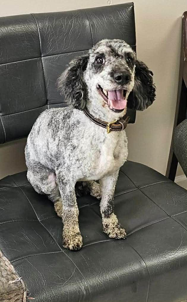 Reggie, adopted, Adult Male Miniature Poodle.