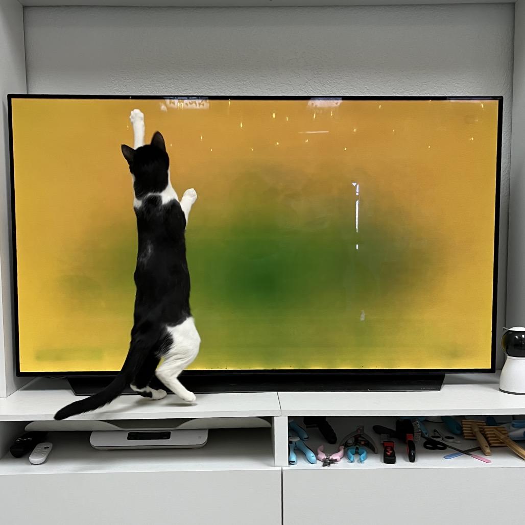 Enlarge Miri, a Adoptable Domestic Short Hair in Yucca Valley, CA image 1/6