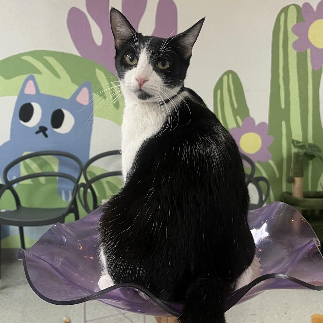 Enlarge Miri, a Adoptable Domestic Short Hair in Yucca Valley, CA image 2/6