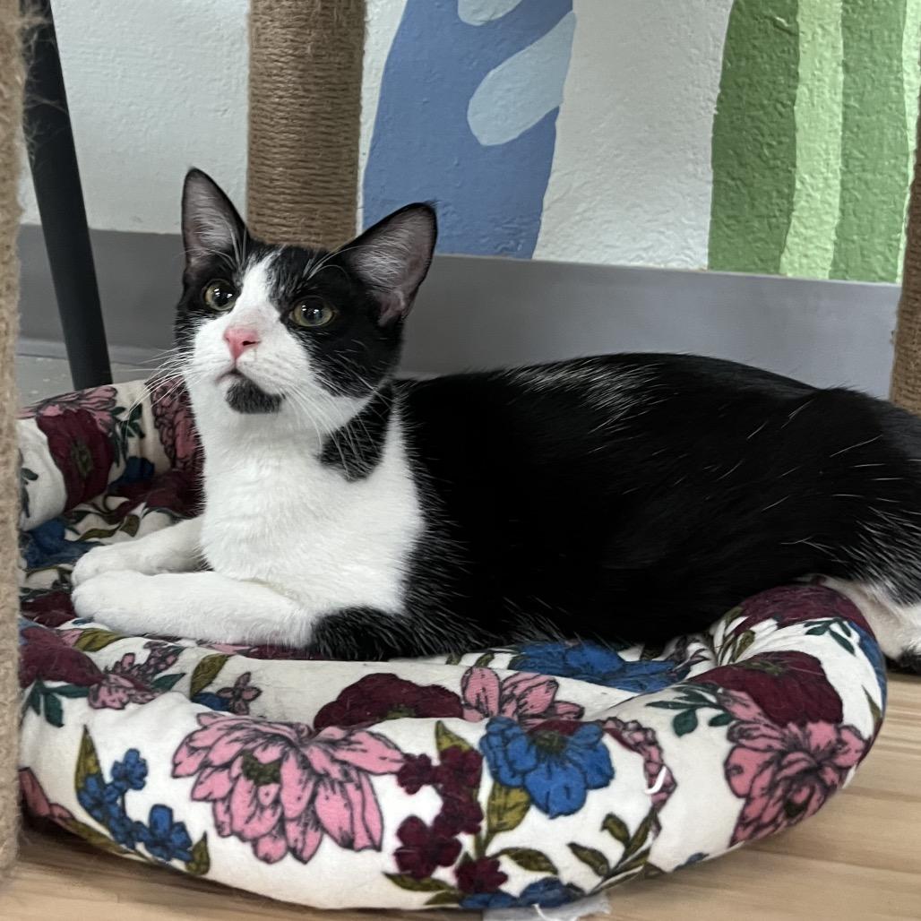 Enlarge Miri, a Adoptable Domestic Short Hair in Yucca Valley, CA image 2/6