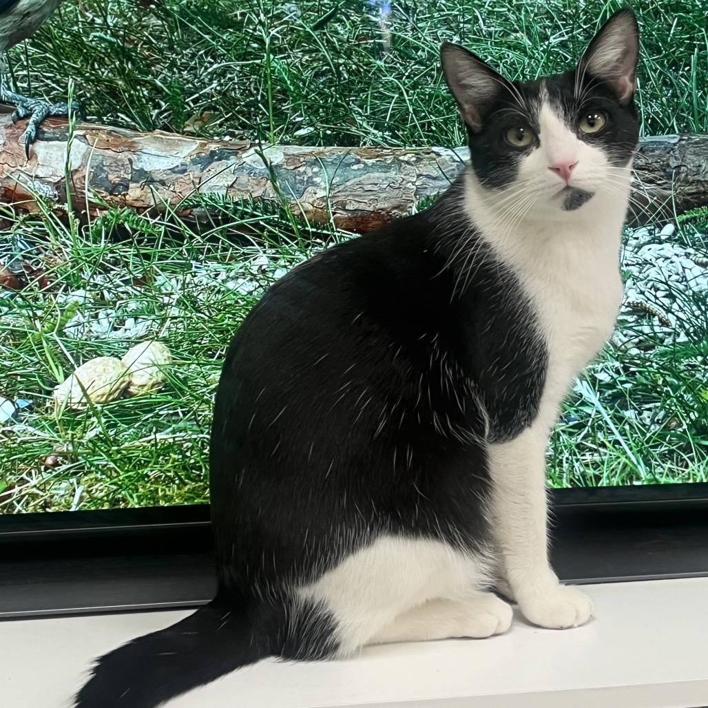 Enlarge Miri, a Adoptable Domestic Short Hair in Yucca Valley, CA image 3/6