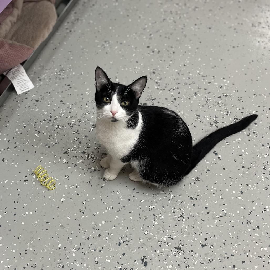 Enlarge Miri, a Adoptable Domestic Short Hair in Yucca Valley, CA image 5/6