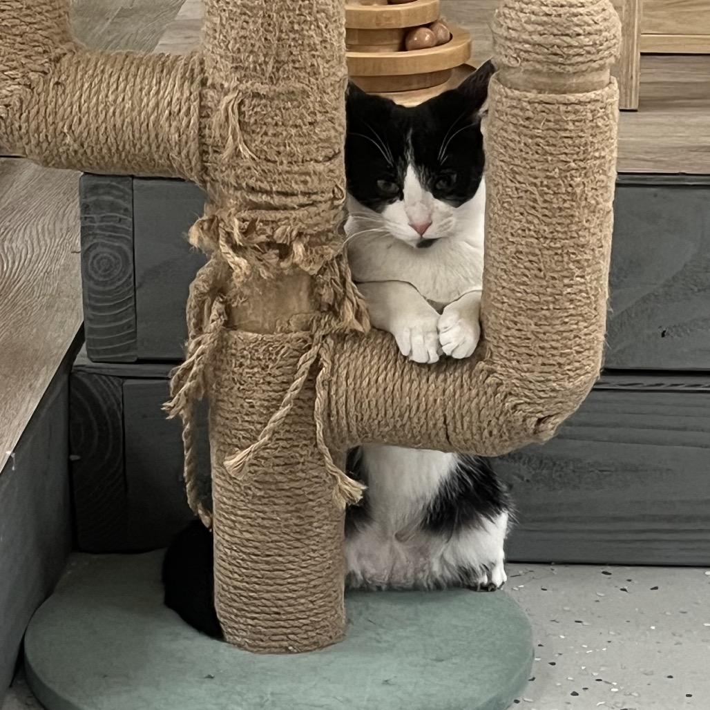 Enlarge Miri, a Adoptable Domestic Short Hair in Yucca Valley, CA image 6/6