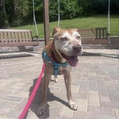 Enlarge Morton Von Licktenstein, a Adoptable Pit Bull Terrier in Peotone, IL image 3/5