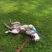 Enlarge Morton Von Licktenstein, a Adoptable Pit Bull Terrier in Peotone, IL image 5/5