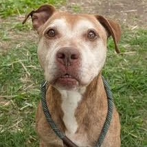 Enlarge Morton Von Licktenstein, a Adoptable Pit Bull Terrier in Peotone, IL image 1/5