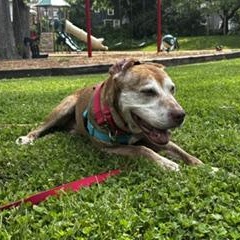 Enlarge Morton Von Licktenstein, a Adoptable Pit Bull Terrier in Peotone, IL image 2/5