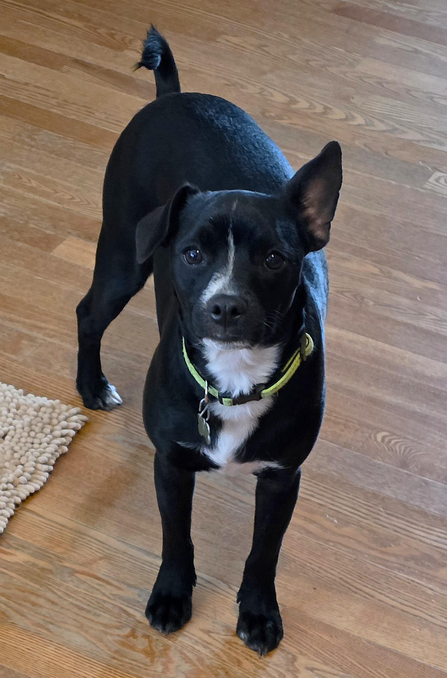 Enlarge Dakota, a ADOPTABLE mixed breed in Lisbon, IA image 4/6