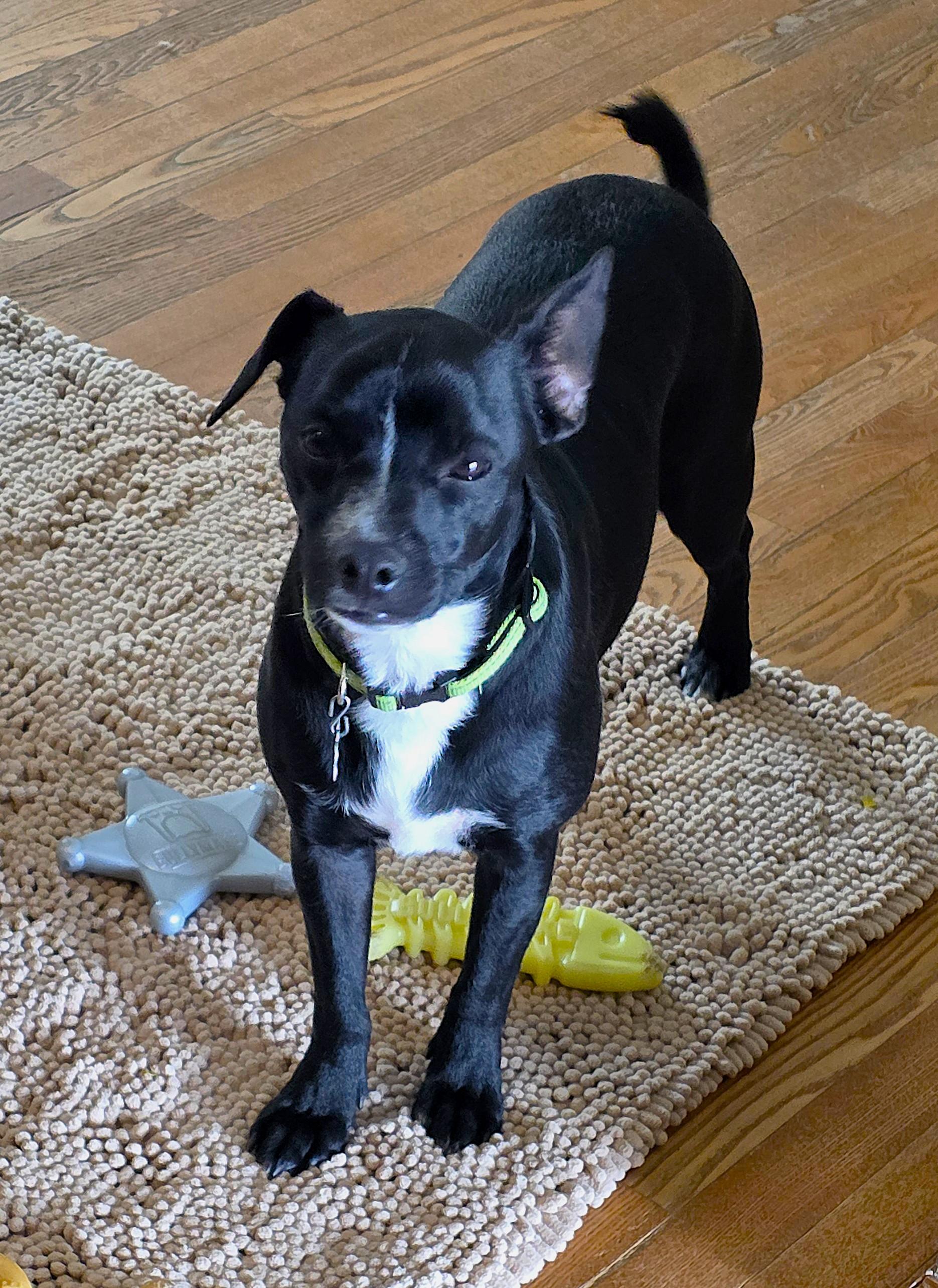 Enlarge Dakota, a ADOPTABLE mixed breed in Lisbon, IA image 6/6