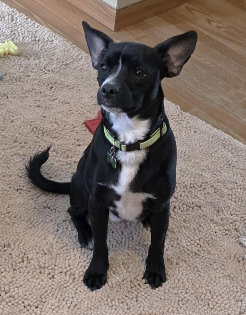 Enlarge Dakota, a ADOPTABLE mixed breed in Lisbon, IA image 3/6