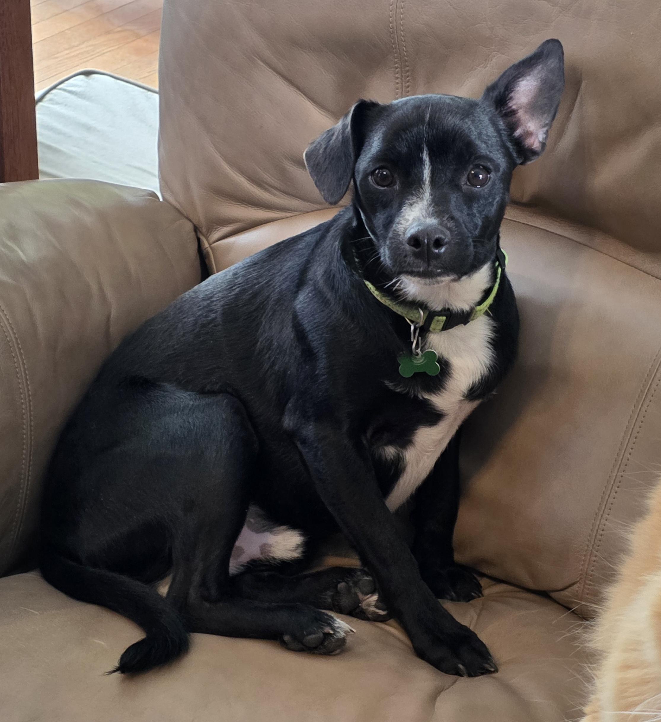 Enlarge Dakota, a ADOPTABLE mixed breed in Lisbon, IA image 2/6