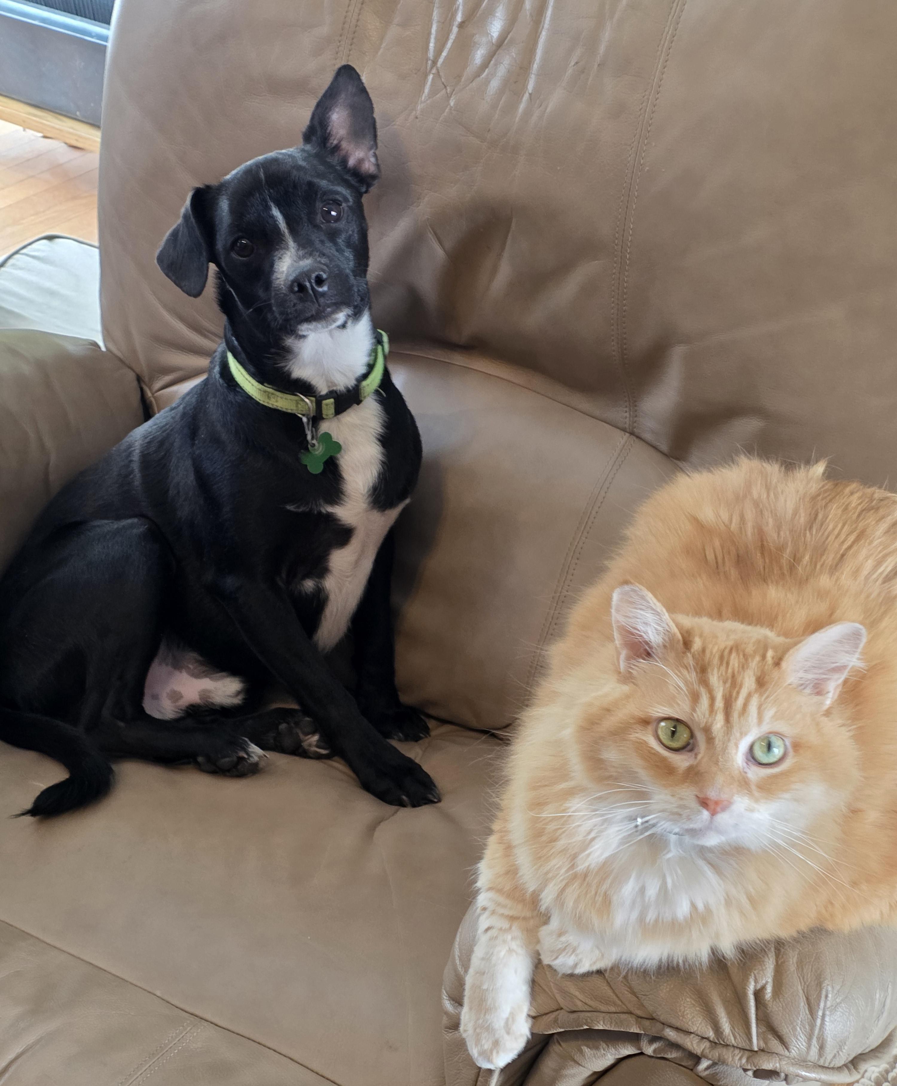 Enlarge Dakota, a ADOPTABLE mixed breed in Lisbon, IA image 5/6