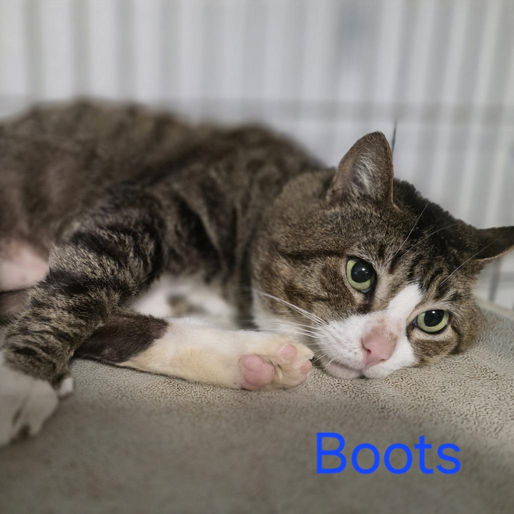 Enlarge Boots, a Adoptable Domestic Short Hair in Albany, NY image 1/1