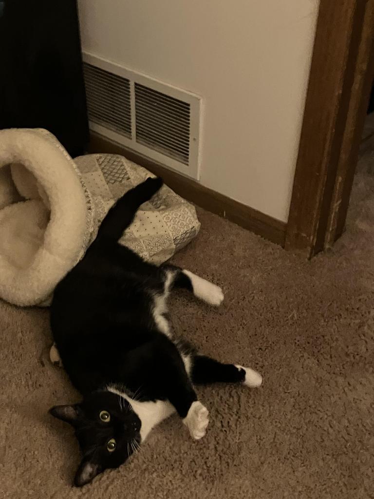 Enlarge Miss Marvel, a Adoptable mixed breed in Saint Paul, MN image 1/3