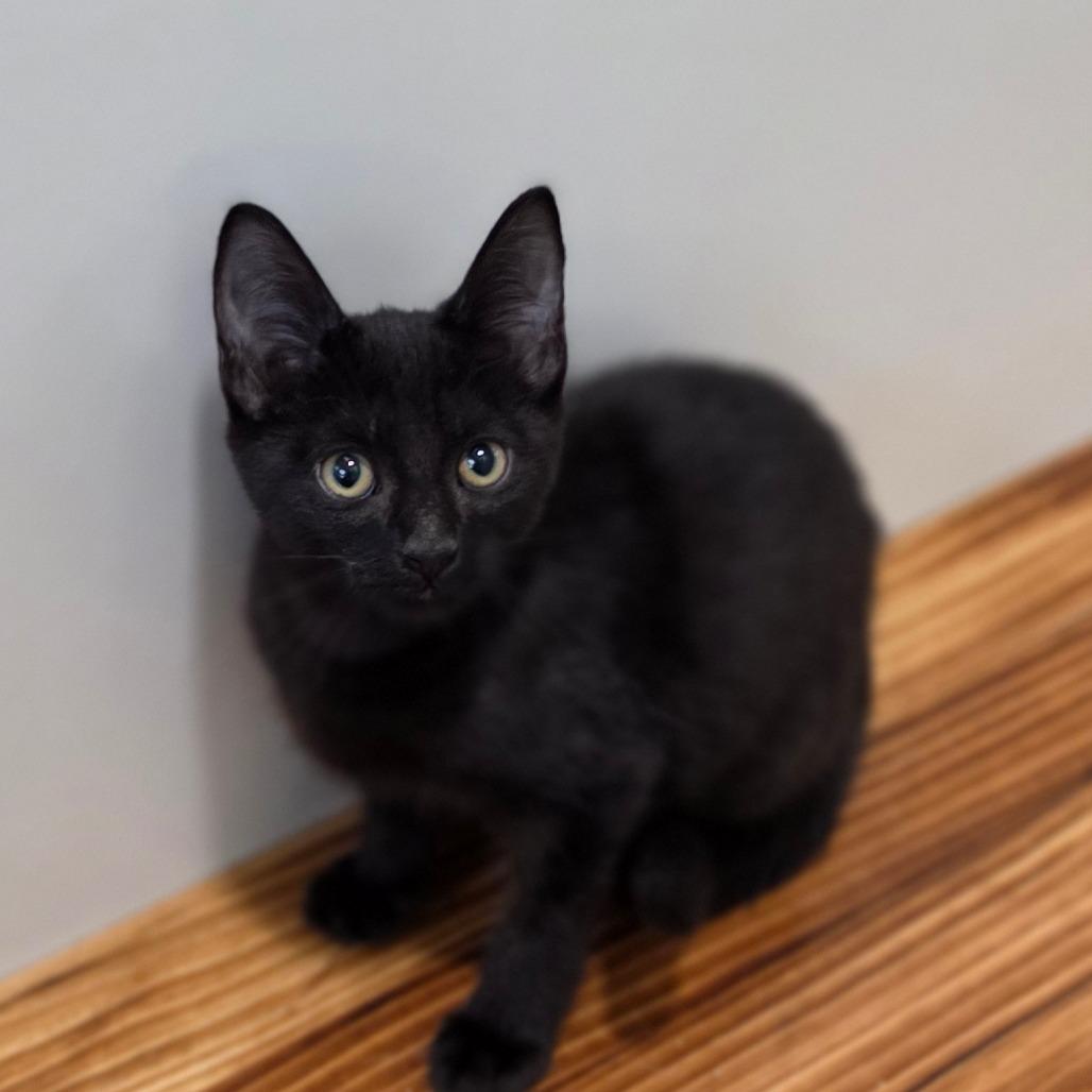 Enlarge Magnum, a Adoptable Domestic Short Hair in Muncie, IN image 1/3