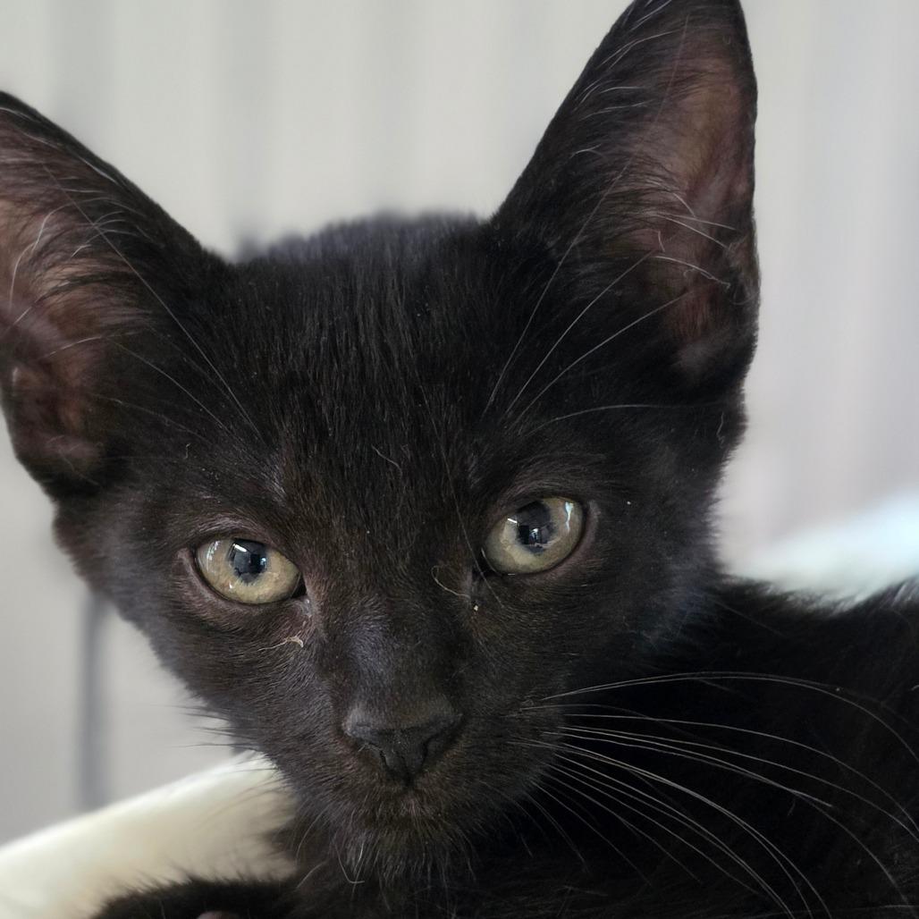 Enlarge Magnum, a Adoptable Domestic Short Hair in Muncie, IN image 2/3