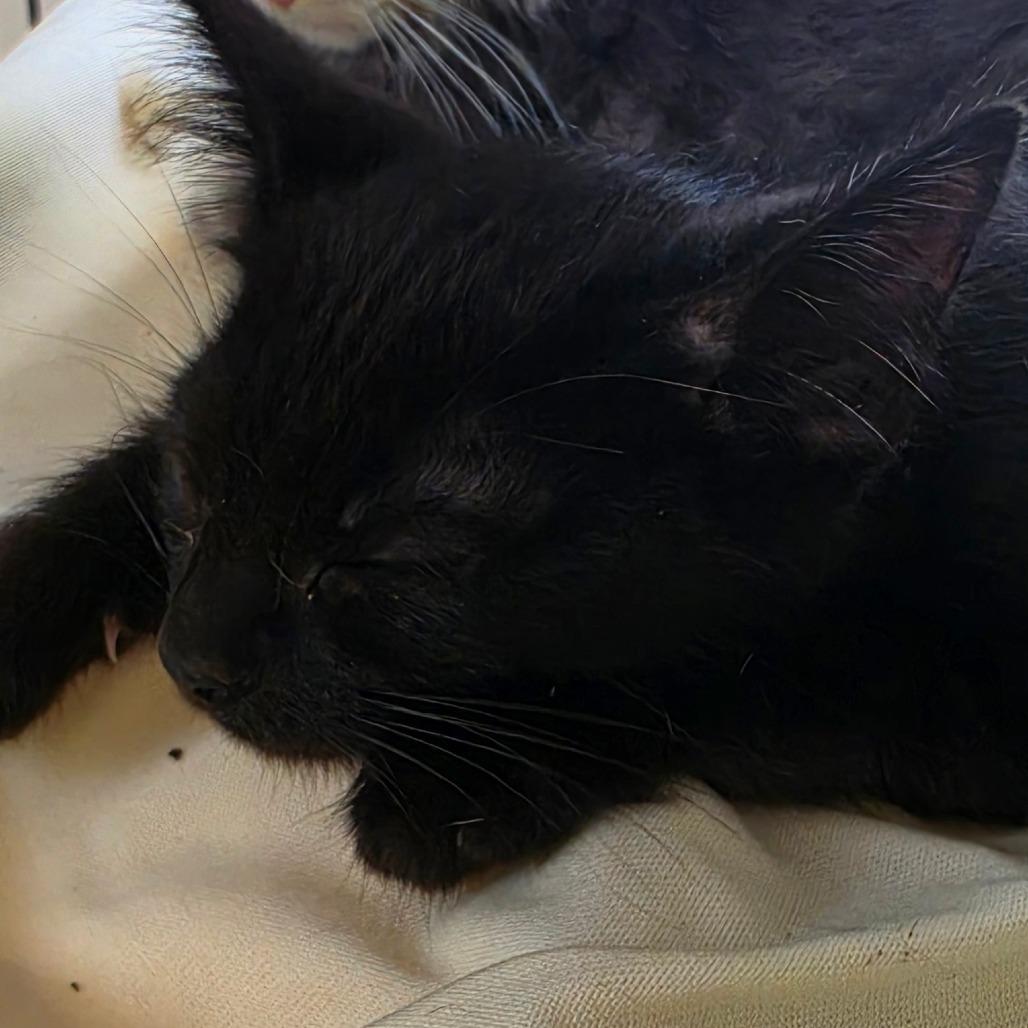 Enlarge Magnum, a Adoptable Domestic Short Hair in Muncie, IN image 3/3
