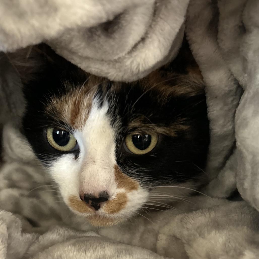 Hidee, a Adoptable Domestic Short Hair in Park City, UT image 1/2