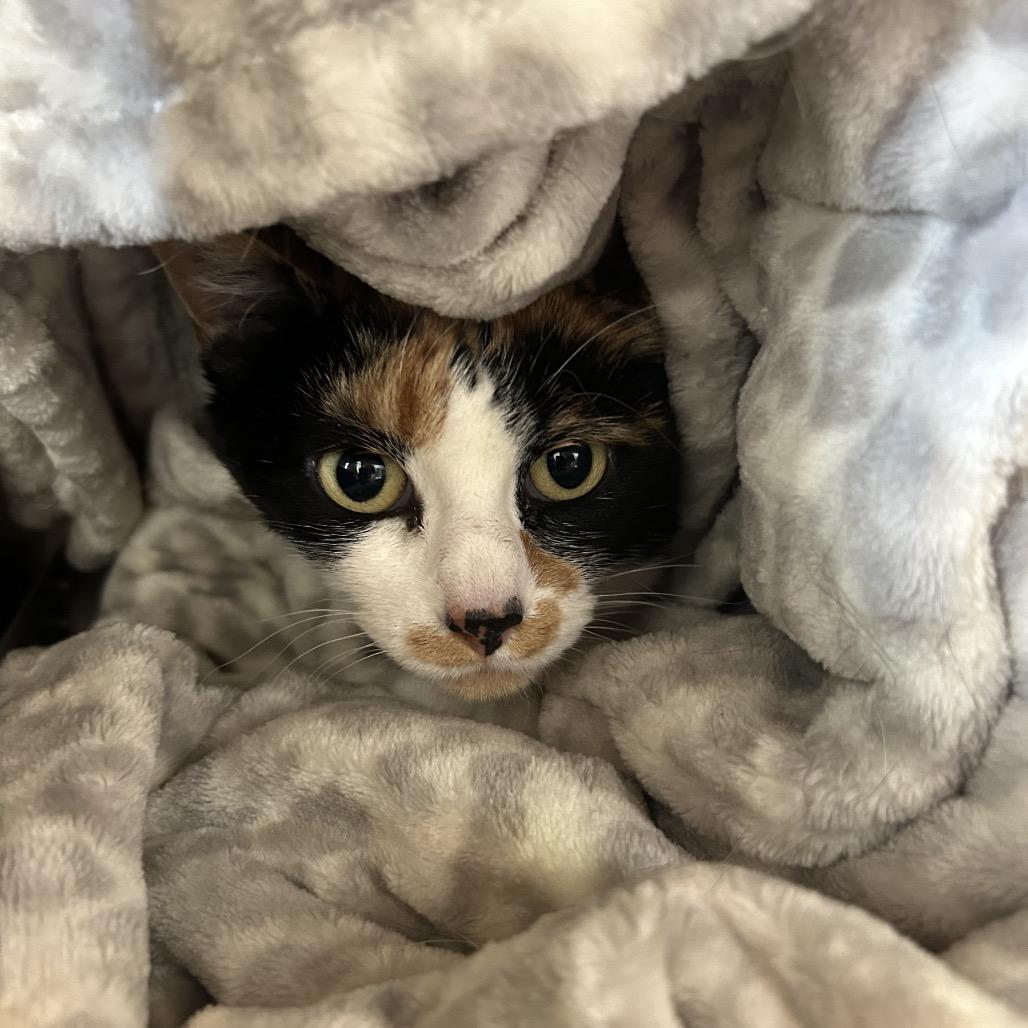 Hidee, a Adoptable Domestic Short Hair in Park City, UT image 2/2