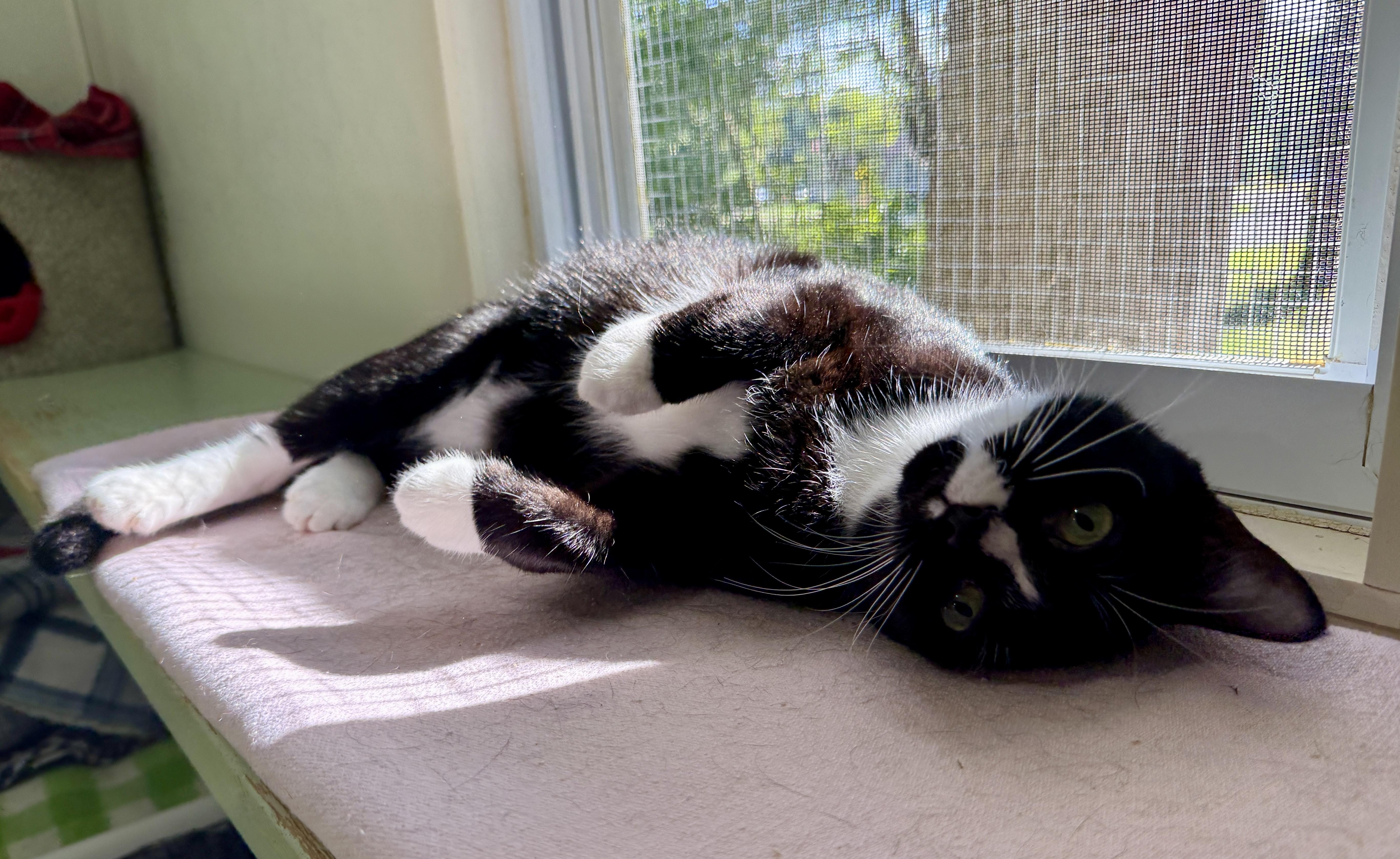 Amore, a ADOPTABLE Domestic Short Hair in Ashland, OH image 3/6