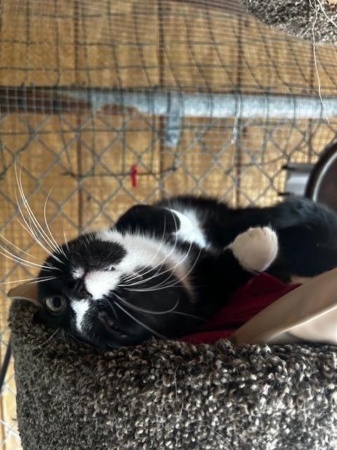 Enlarge Amore (bonded with Love Bug), a ADOPTABLE Domestic Short Hair in Ashland, OH image 3/4