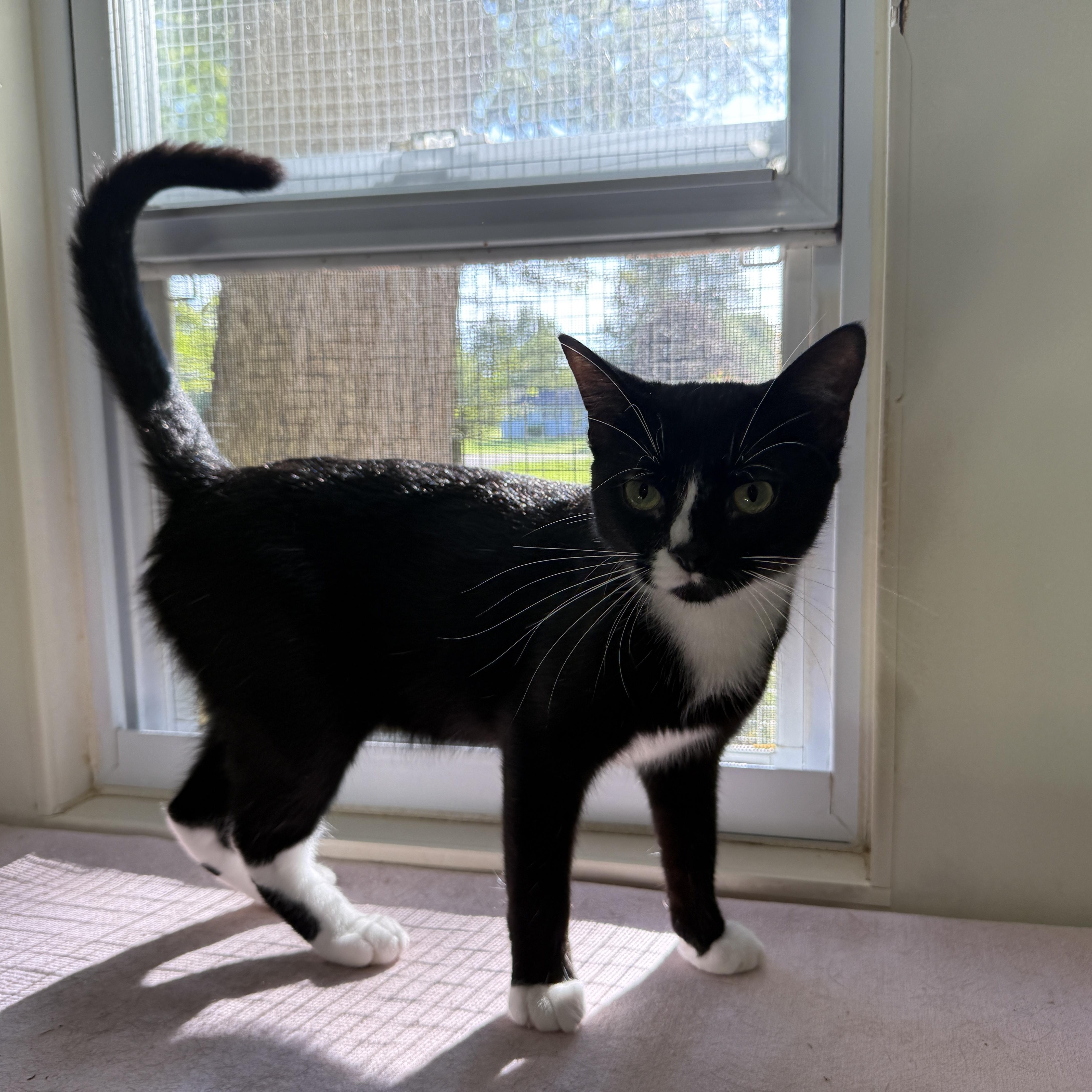Amore, a ADOPTABLE Domestic Short Hair in Ashland, OH image 6/6