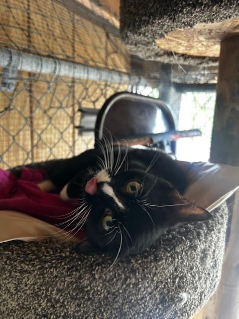 Enlarge Amore (bonded with Love Bug), a ADOPTABLE Domestic Short Hair in Ashland, OH image 2/4