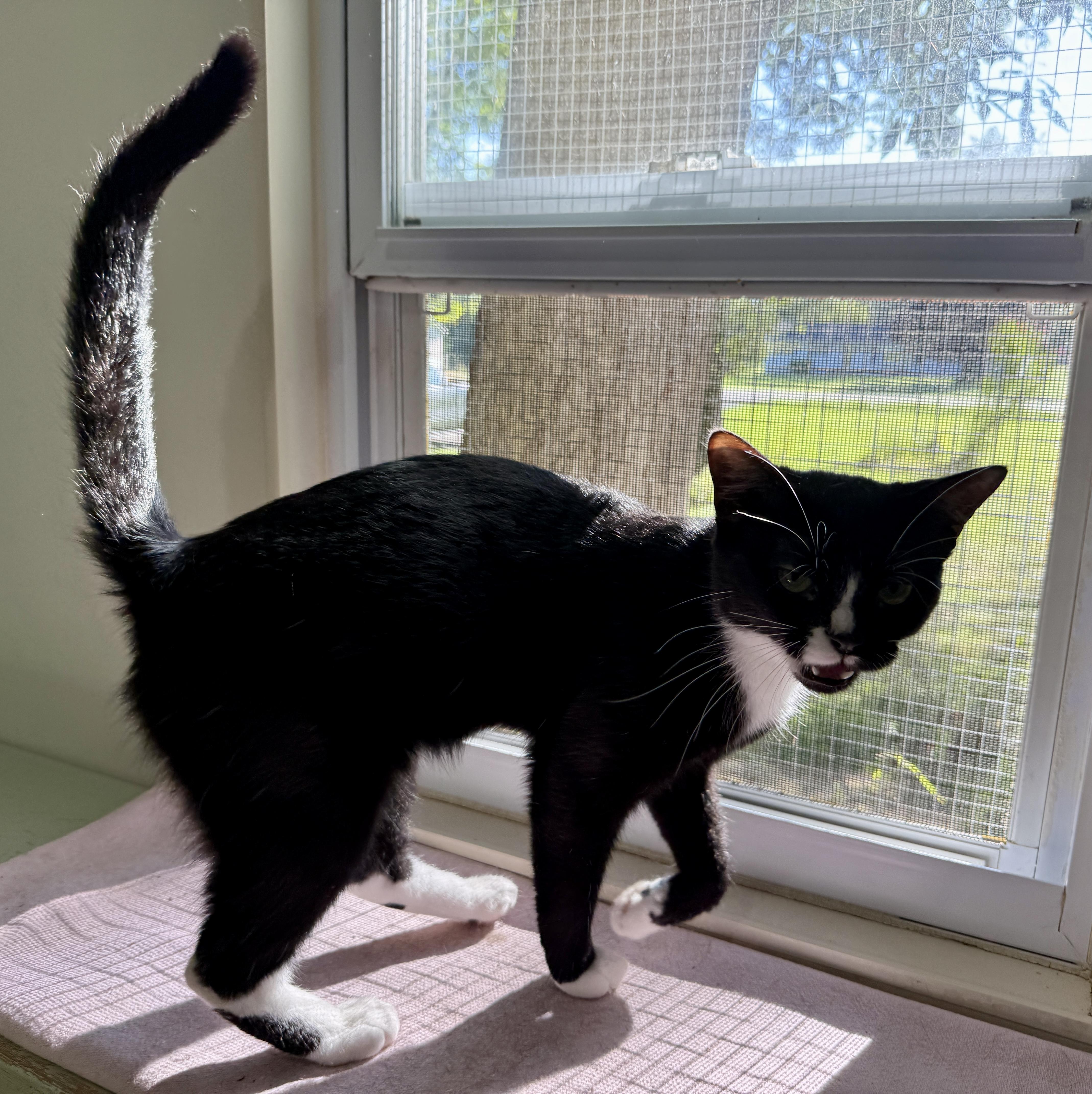 Amore, a ADOPTABLE Domestic Short Hair in Ashland, OH image 5/6
