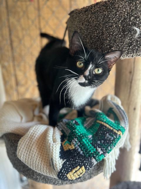 Amore (bonded with Love Bug), ADOPTABLE, Young Male Domestic Short Hair.