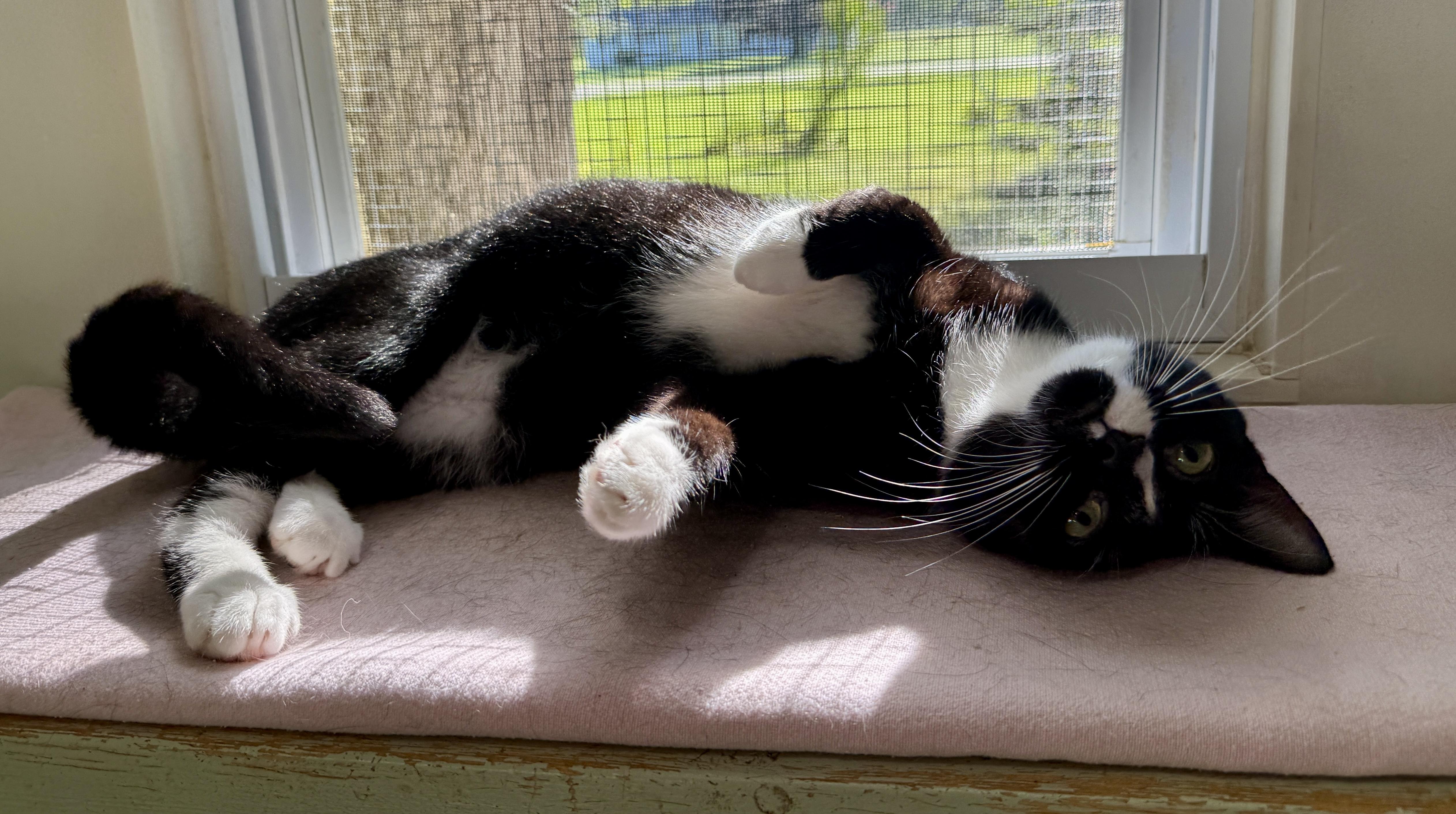 Amore, ADOPTABLE, Young Male Domestic Short Hair.